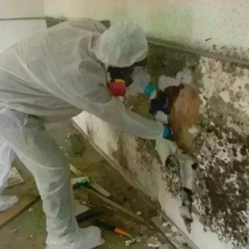 Mold Remediation and Removal in Oakton, VA